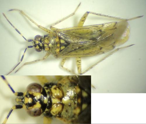 Dicyphus albonasutus